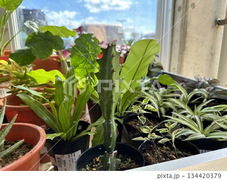 植物 植物 134420379