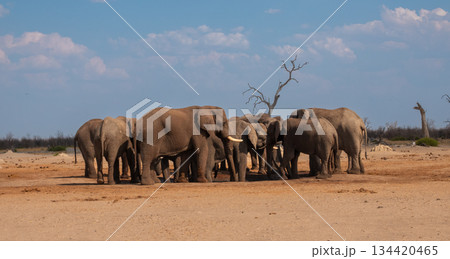 Elephants gathered at a waterhole in Chobe National Park, Botswana 134420465
