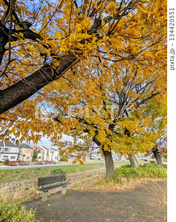 伊丹市鴻池の紅葉の下のベンチ 134420551