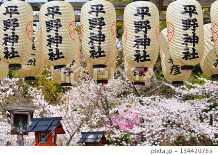 京都の桜の名所 平野神社(京都府京都市北区) 京都の桜の名所 平野神社(京都府京都市北区) 134420785