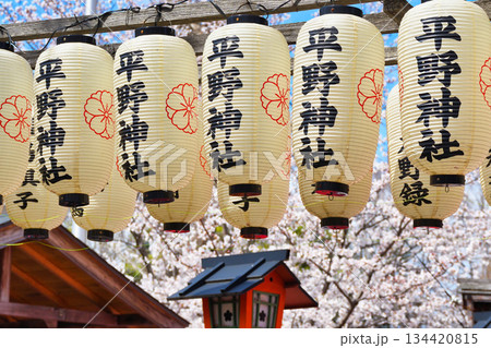 京都の桜の名所 平野神社(京都府京都市北区) 京都の桜の名所 平野神社(京都府京都市北区) 134420815