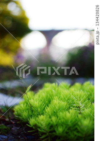 花壇に生えた植物 花壇に生えた植物 134420826