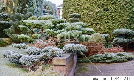 Hoarfrost covering a landscaped garden with evergreen shrubs and ornamental trees creating a beautiful winter scene 134421238