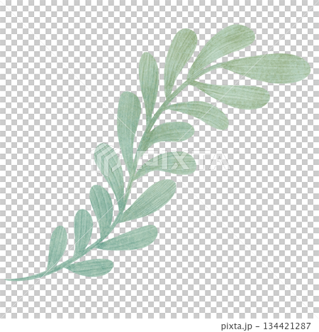 Green plant branch with rounded leaves, handmade illustration in flat style, isolated element. Watercolor, pastel, gouache, pencil. For designing 134421287