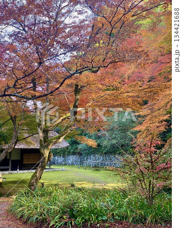 京都綾部本みろく殿の紅葉 京都綾部本みろく殿の紅葉 134421688