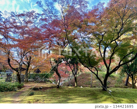 京都綾部本みろく殿の紅葉 京都綾部本みろく殿の紅葉 134421695