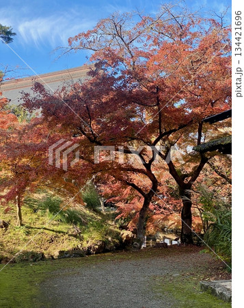 京都綾部本みろく殿の紅葉 京都綾部本みろく殿の紅葉 134421696