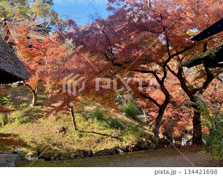 京都綾部本みろく殿の紅葉 京都綾部本みろく殿の紅葉 134421698