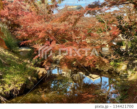 京都綾部本みろく殿の紅葉 134421700