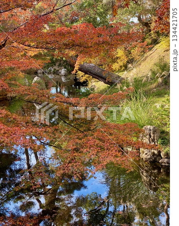 京都綾部本みろく殿の紅葉 134421705
