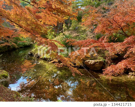 京都綾部本みろく殿の紅葉 134421715