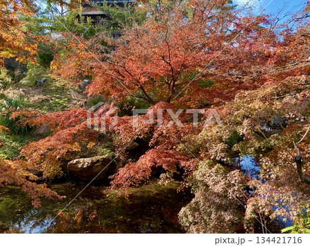 京都綾部本みろく殿の紅葉 京都綾部本みろく殿の紅葉 134421716