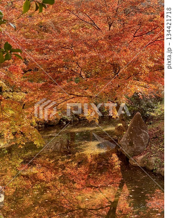 京都綾部本みろく殿の紅葉 134421718