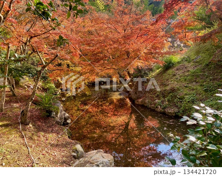 京都綾部本みろく殿の紅葉 134421720