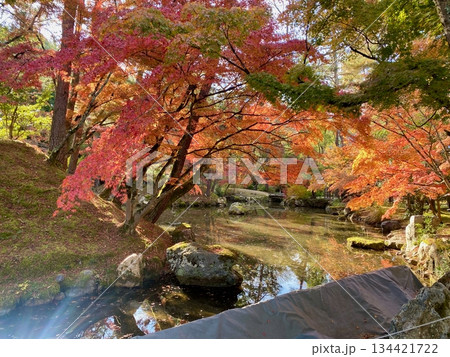 京都綾部本みろく殿の紅葉 京都綾部本みろく殿の紅葉 134421722
