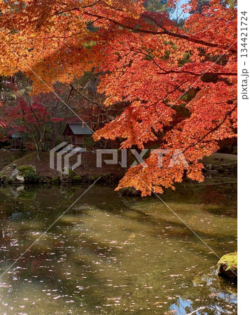 京都綾部本みろく殿の紅葉 134421724