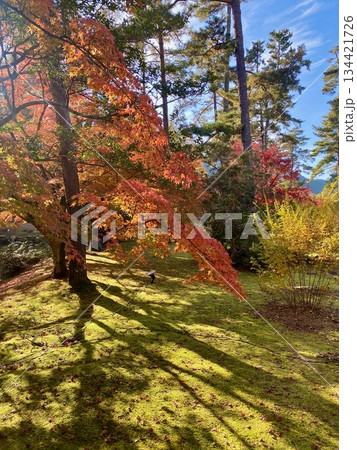 京都綾部本みろく殿の紅葉 134421726