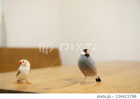 文鳥とキンカチョウ 134421786