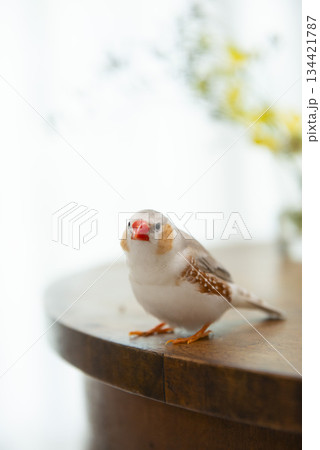 こちらを見つめるキンカチョウ 134421787