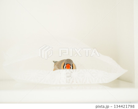 かくれんぼをするキンカチョウ 134421798