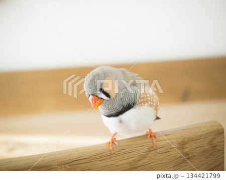 休憩中のキンカチョウ 休憩中のキンカチョウ 134421799