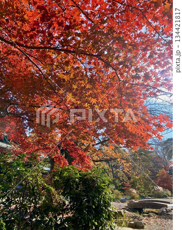 京都綾部本みろく殿の紅葉 京都綾部本みろく殿の紅葉 134421817