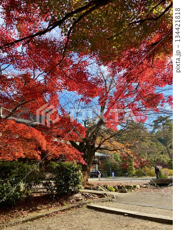 京都綾部本みろく殿の紅葉 京都綾部本みろく殿の紅葉 134421818
