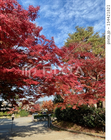 京都綾部本みろく殿の紅葉 京都綾部本みろく殿の紅葉 134421821