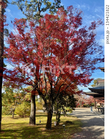 京都綾部本みろく殿の紅葉 134421822