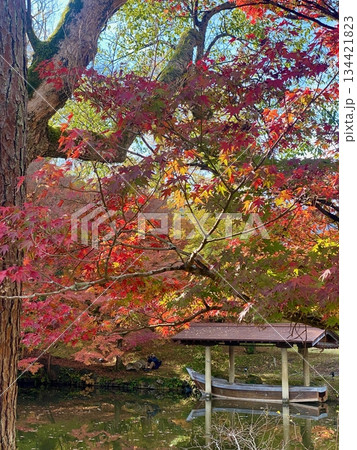 京都綾部本みろく殿の紅葉 134421823