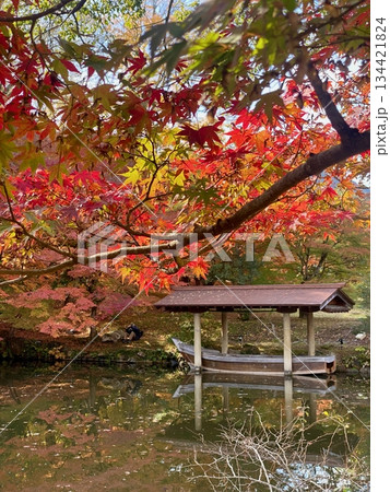 京都綾部本みろく殿の紅葉 134421824