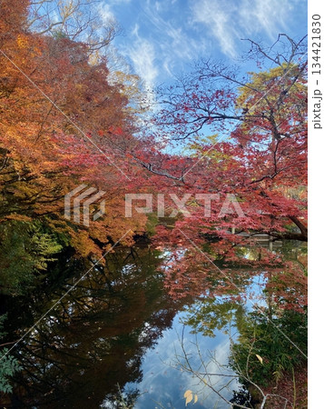 京都綾部本みろく殿の紅葉 134421830