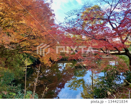 京都綾部本みろく殿の紅葉 京都綾部本みろく殿の紅葉 134421834