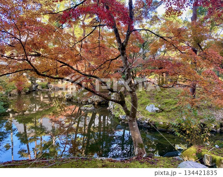 京都綾部本みろく殿の紅葉 京都綾部本みろく殿の紅葉 134421835