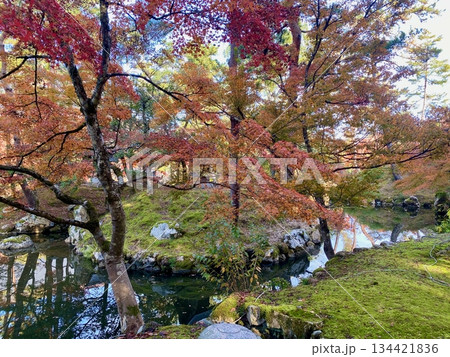 京都綾部本みろく殿の紅葉 京都綾部本みろく殿の紅葉 134421836