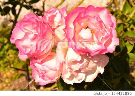 12月に咲いたピンクの薔薇2 12月に咲いたピンクの薔薇2 134421850