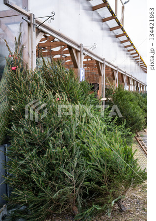 Fresh Christmas trees displayed for sale at outdoor garden center Fresh Christmas trees displayed for sale at outdoor garden center 134421863