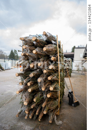 Stack of wrapped Christmas trees prepared for transport and sale outdoors 134421864