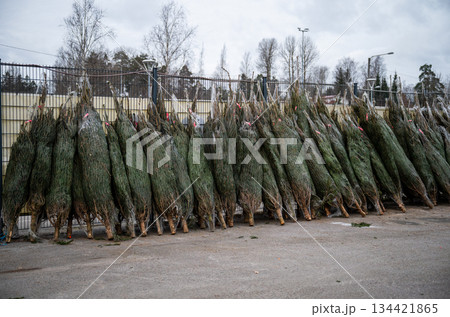 Row of wrapped Christmas trees for sale at outdoor holiday market 134421865