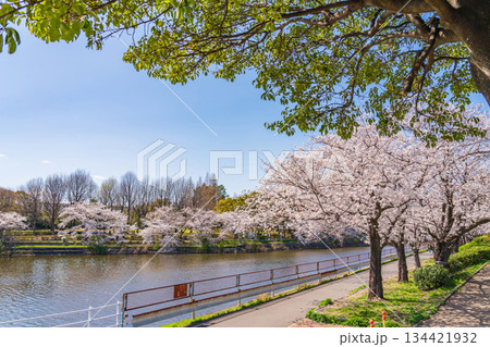 春の荒子川公園、満開の桜〈愛知県名古屋市〉 春の荒子川公園、満開の桜〈愛知県名古屋市〉 134421932