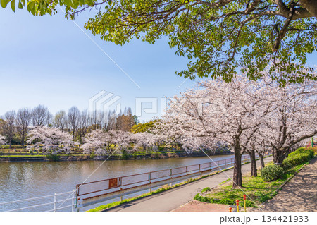 春の荒子川公園、満開の桜〈愛知県名古屋市〉 春の荒子川公園、満開の桜〈愛知県名古屋市〉 134421933