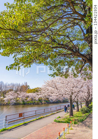 春の荒子川公園、満開の桜〈愛知県名古屋市〉 春の荒子川公園、満開の桜〈愛知県名古屋市〉 134421934