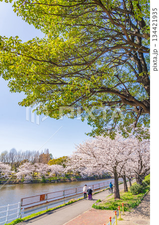 春の荒子川公園、満開の桜〈愛知県名古屋市〉 春の荒子川公園、満開の桜〈愛知県名古屋市〉 134421935