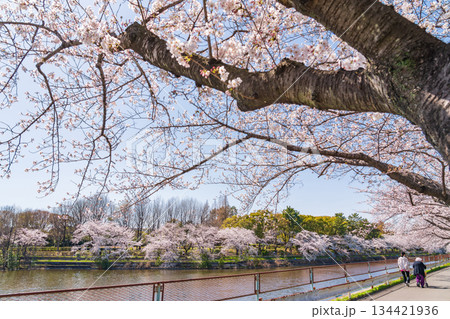 春の荒子川公園、満開の桜〈愛知県名古屋市〉 134421936