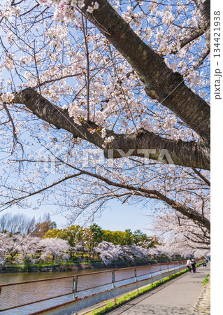 春の荒子川公園、満開の桜〈愛知県名古屋市〉 134421938