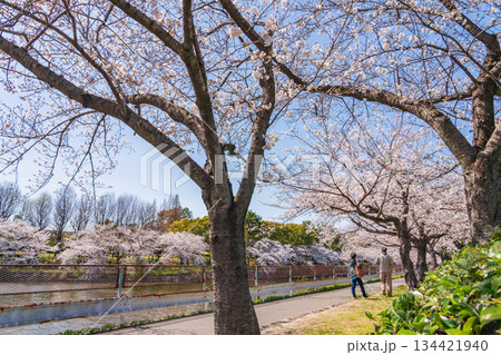 春の荒子川公園、満開の桜〈愛知県名古屋市〉 134421940