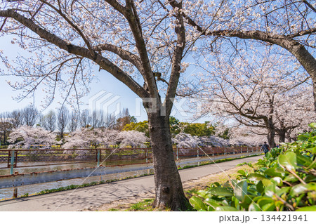 春の荒子川公園、満開の桜〈愛知県名古屋市〉 春の荒子川公園、満開の桜〈愛知県名古屋市〉 134421941
