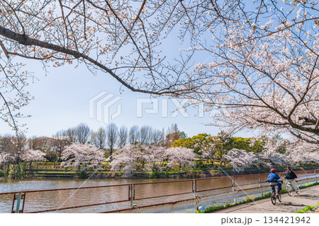 春の荒子川公園、満開の桜〈愛知県名古屋市〉 134421942