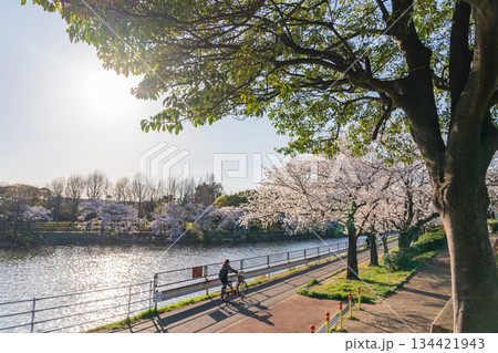 春の荒子川公園、満開の桜〈愛知県名古屋市〉 134421943