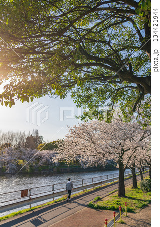 春の荒子川公園、満開の桜〈愛知県名古屋市〉 春の荒子川公園、満開の桜〈愛知県名古屋市〉 134421944